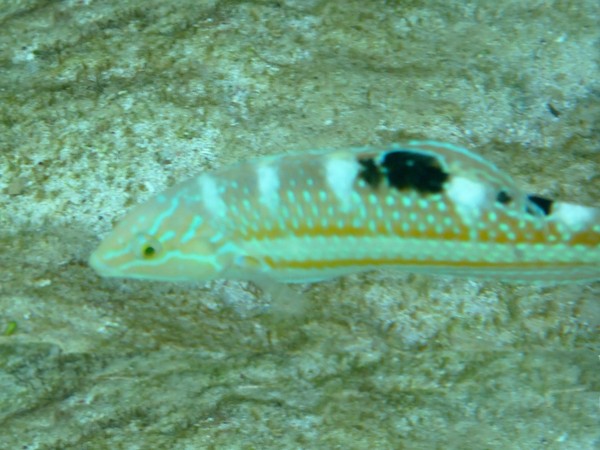 Wrasse - Puddingwife