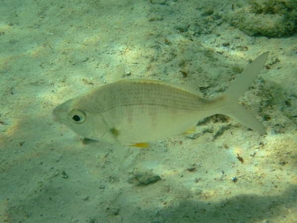 Mojarras - Yellowfin Mojarra