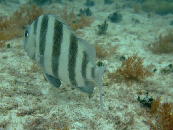 Porgies - Sheepshead Porgies - Sheepshead