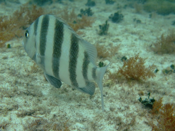 Porgies - Sheepshead