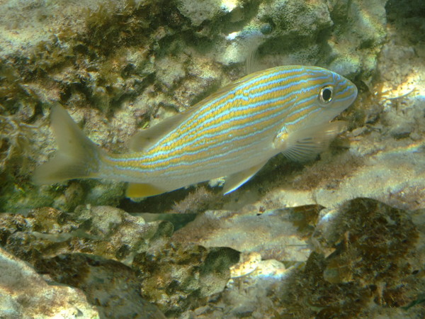 Grunts - Bluestriped Grunt Grunts - Bluestriped Grunt