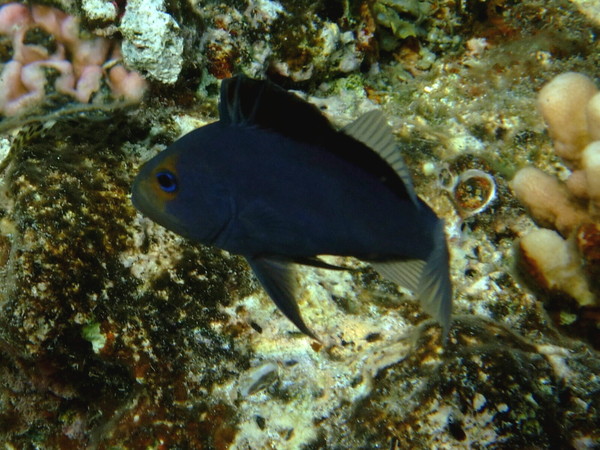 Soapfish - Red Sea Soapfish