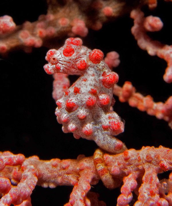 Seahorses - Pygmy Seahorse