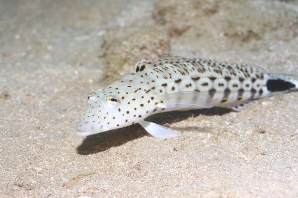 Sandperches - Speckled Sandperch Sandperches - Speckled Sandperch