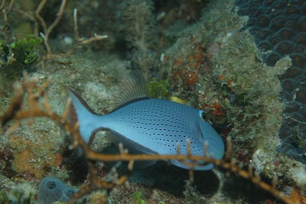 Triggerfish - Sargassum Triggerfish