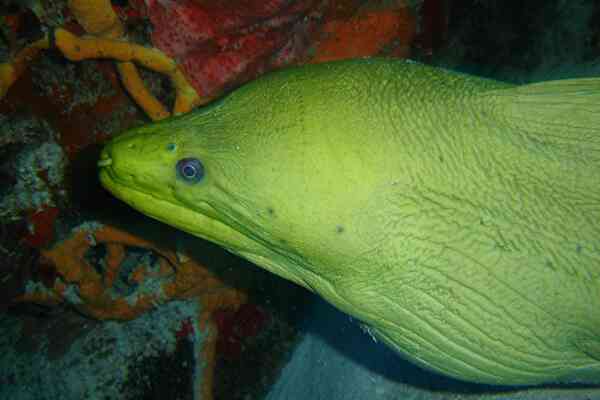 Moray - Green Moray