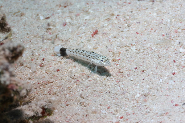 Sandperches - Speckled Sandperch Sandperches - Speckled Sandperch
