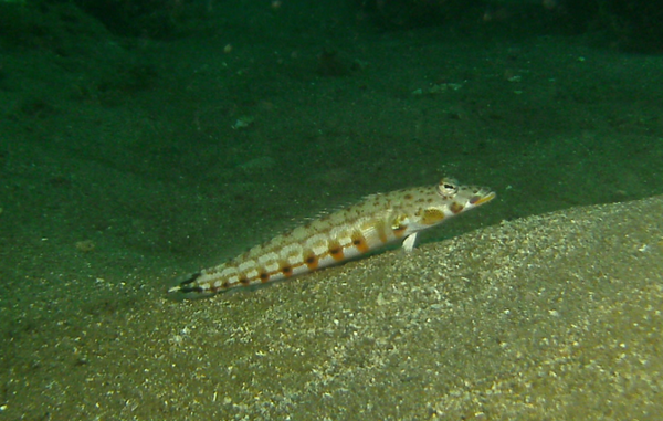 Sandperches - Latticed Sandperch