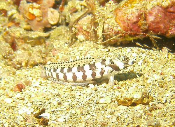 Sandperches - Reticulated Sandperch