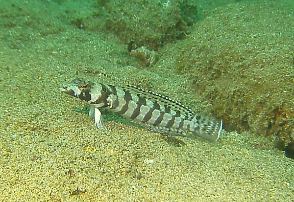 Sandperches - Reticulated Sandperch