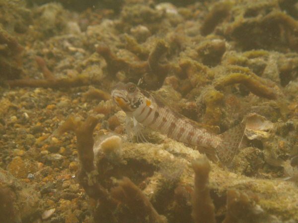 Sandperches - Blackfin Sandperch