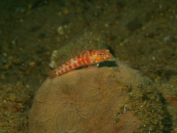 Sandperches - Red-spotted Sandperch