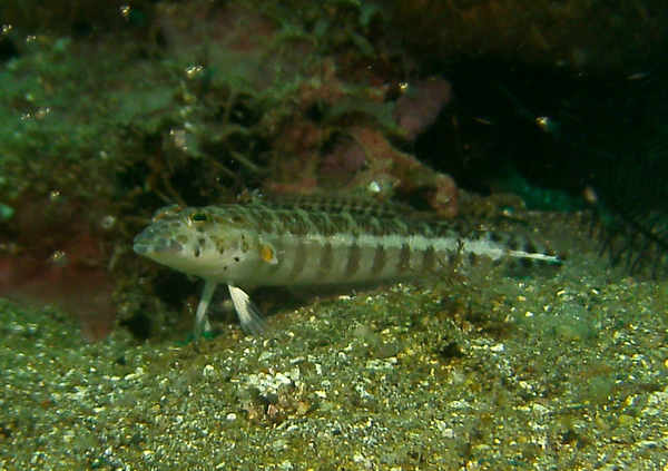 Sandperches - Whitestripe Sandperch