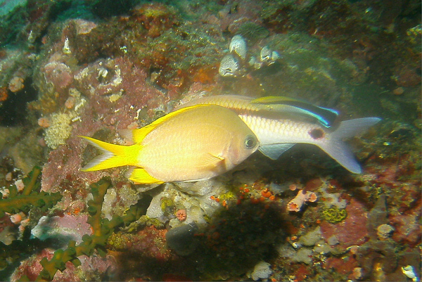 Damselfish - Yellow Chromis