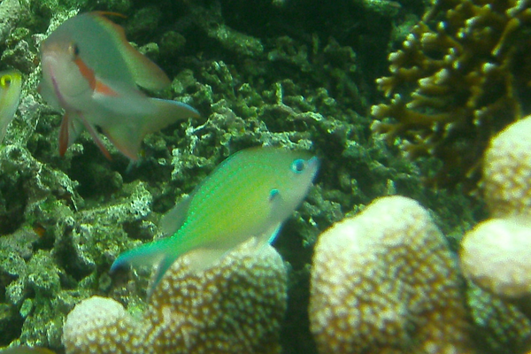 Damselfish - Black-axil Chromis