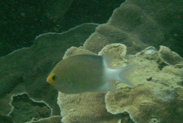 Damselfish - Ovate Chromis