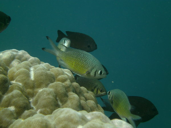 Damselfish - Weber's chromis