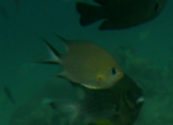 Damselfish - Ambon chromis