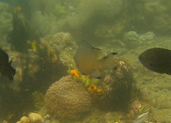 Damselfish - Scaly chromis