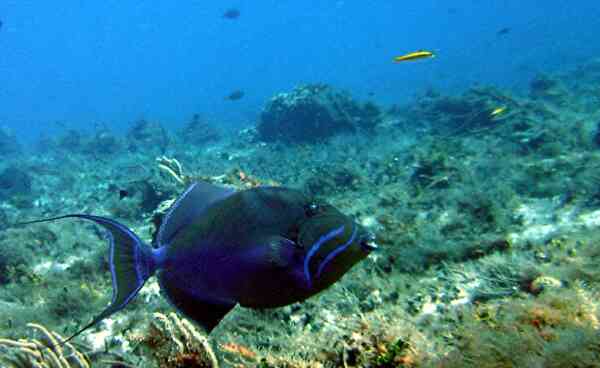 Triggerfish - Queen Triggerfish