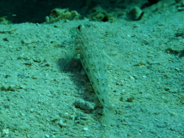 Gobies - Decorated goby