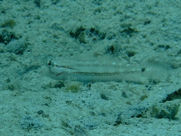 Gobies - Eye-bar Goby