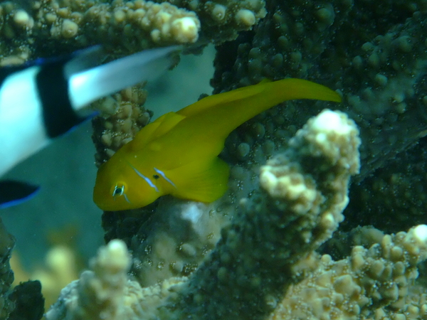 Gobies - Lemon Coral Goby