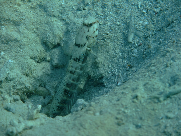 Gobies - Ninebar prawn goby