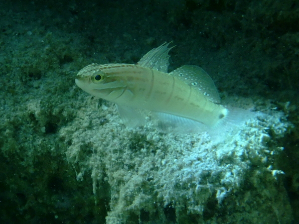 Gobies - Butterfly Goby Gobies - Butterfly Goby