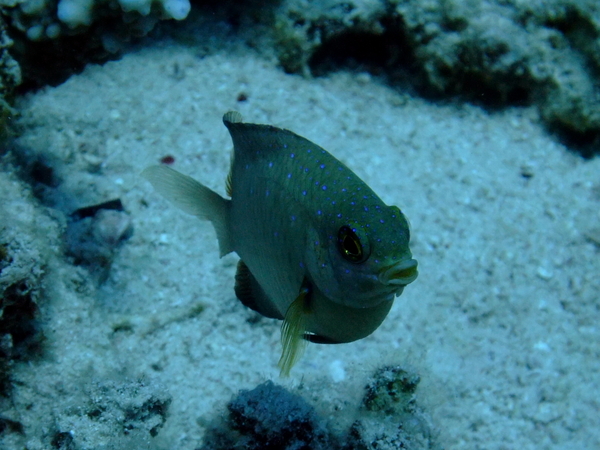 Damselfish - Jewel Damselfish