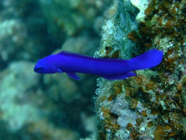 Dottybacks - Fridman's Dottyback