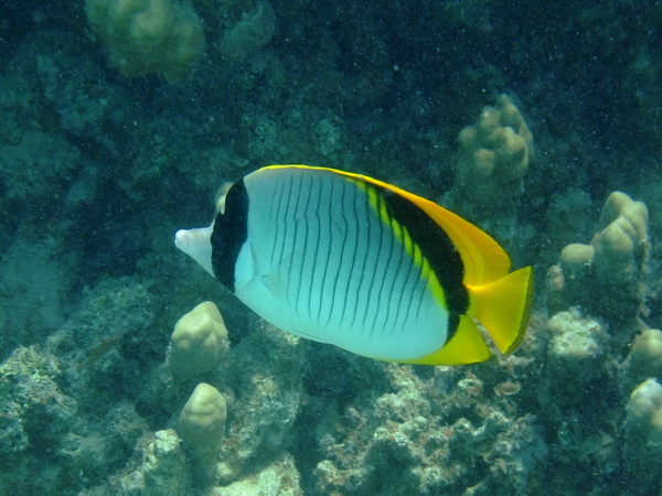 Butterflyfish - Lined Butterflyfish