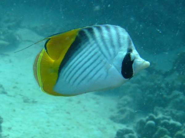 Butterflyfish - Threadfin Butterflyfish