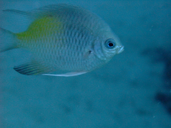 Damselfish - Yellowfin Damselfish