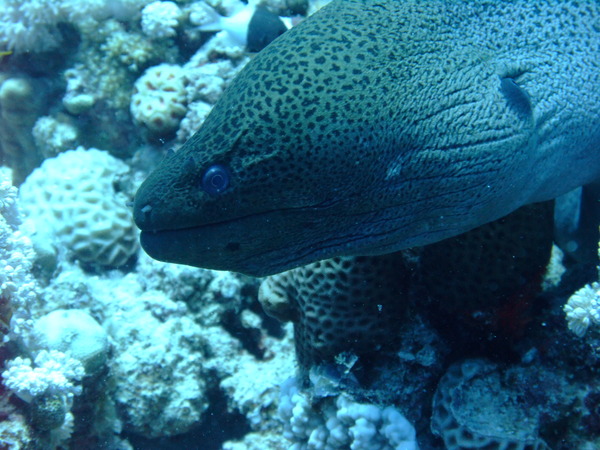 Moray - Giant Moray Moray - Giant Moray