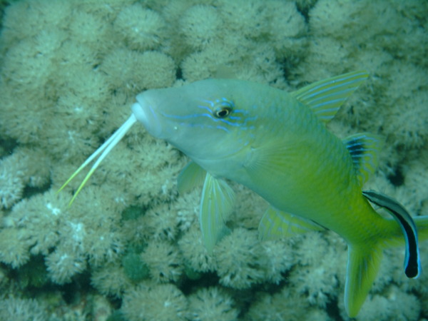 Goatfish - Yellowsaddle Goatfish