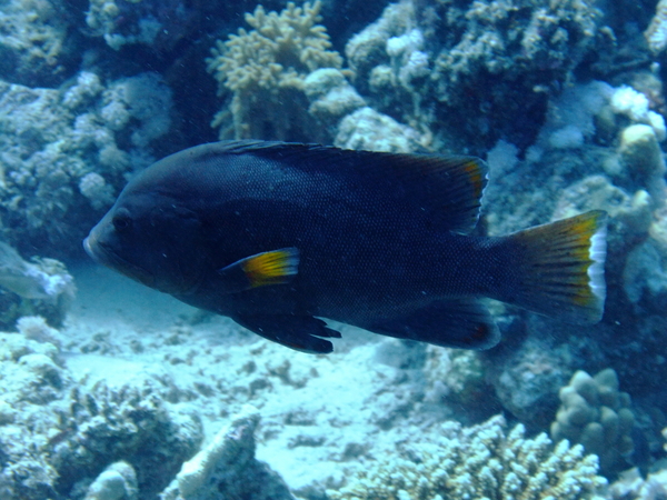 Groupers - Redmouth Grouper