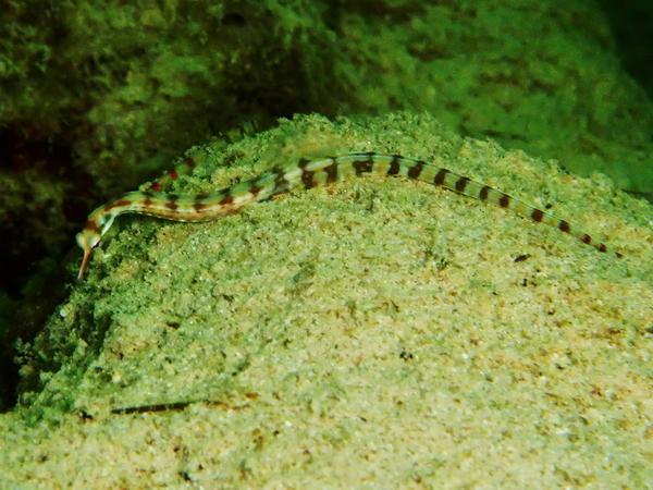 Pipefish - Network Pipefish