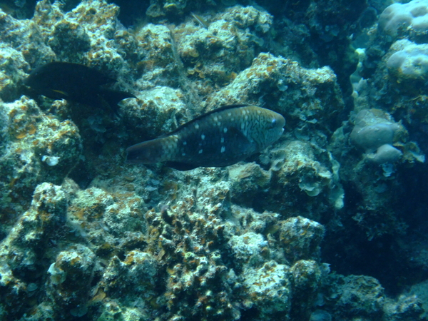 Parrotfish - Bullethead parrotfish Parrotfish - Bullethead parrotfish