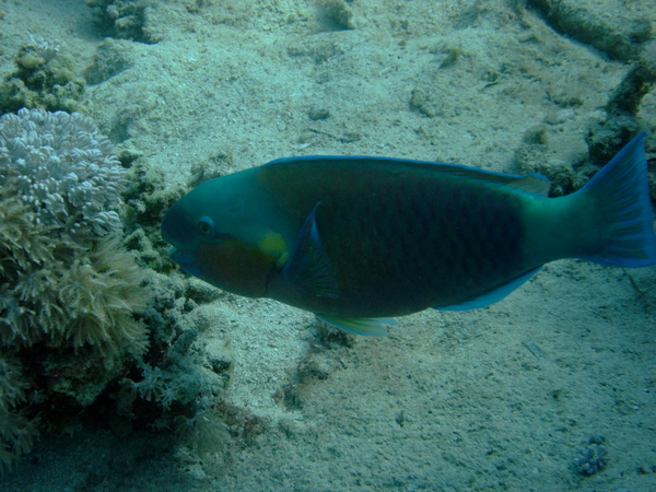 Parrotfish - Bullethead parrotfish