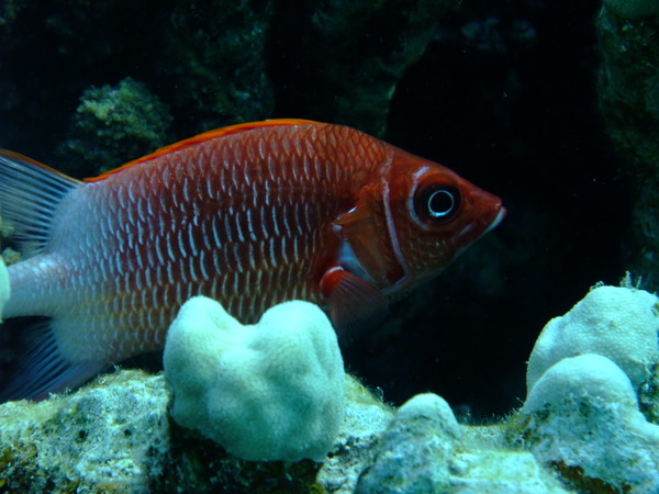 Squirrelfish - Silverspot Squirrelfish Squirrelfish - Silverspot Squirrelfish