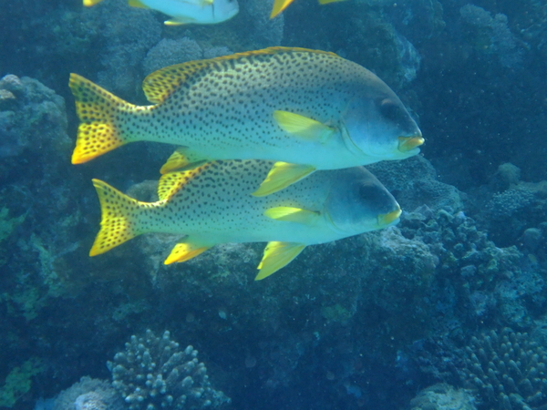 Grunts - Blackspotted Sweetlips