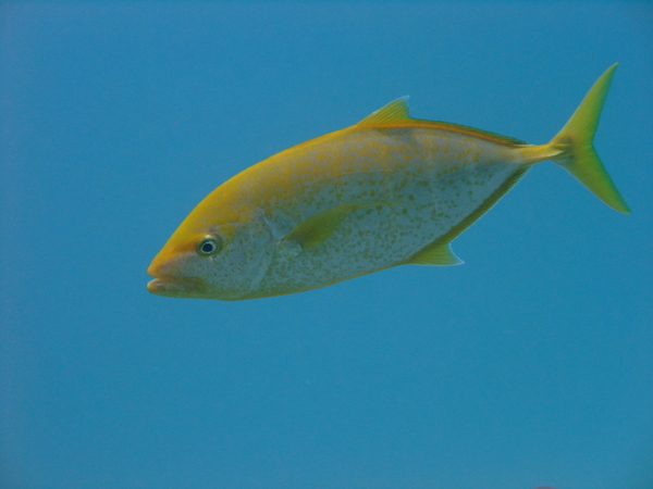 Jacks - Goldbody Trevally