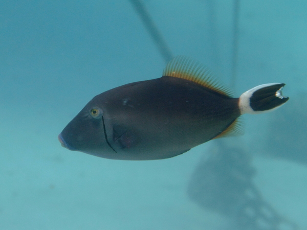 Triggerfish - Bluethroat Triggerfish