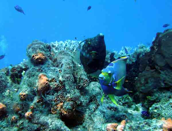 Filefish - Whitespotted Filefish