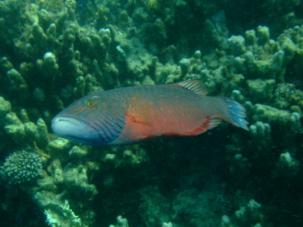 Wrasse - Cheek-lined Splendour Wrasse