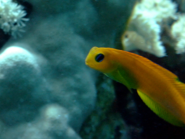 Blennies - Midas Blenny