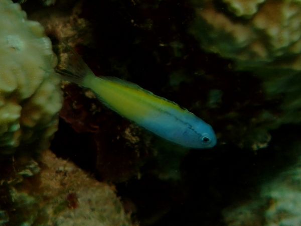 Blennies - Blackline Fangblenny