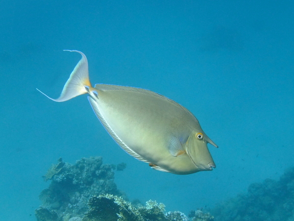 Surgeonfish - Bluespine Unicornfish