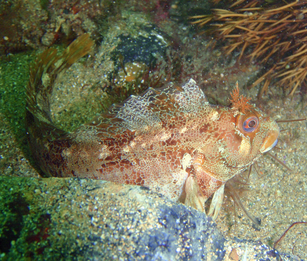 Blennies - Tompot Blenny